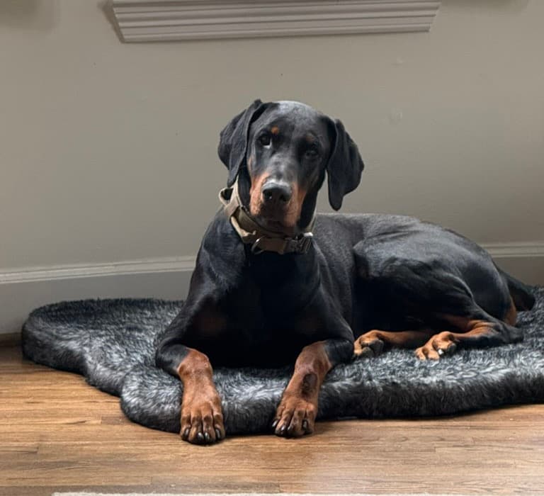 Maverick, Chief Barketing Officer